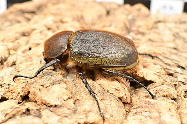 ヘラクレス ヘラクレス　極太極短系統　♀65～68ｍｍ