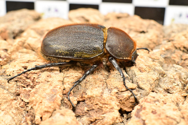 ヘラクレス ヘラクレス　極太極短系統　♀65～68ｍｍ