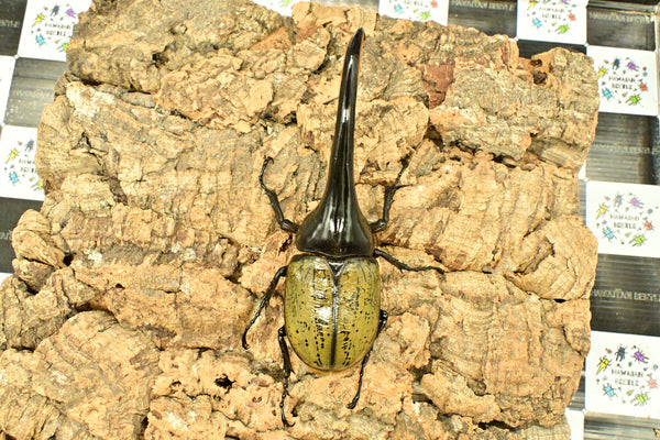 ヘラクレス ヘラクレス　WF3  ♂151ｍｍ 　