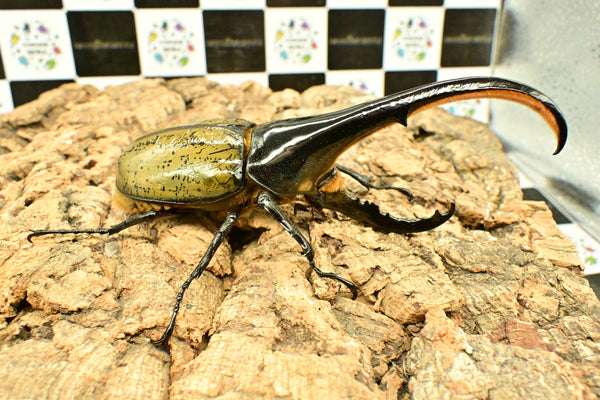 ヘラクレス ヘラクレス　WF3  ♂151ｍｍ 　