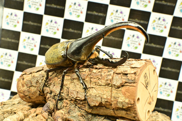 ヘラクレス ヘラクレス　WF3  ♂151ｍｍ 　