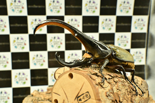 ヘラクレス ヘラクレス　WF3  ♂151ｍｍ 　