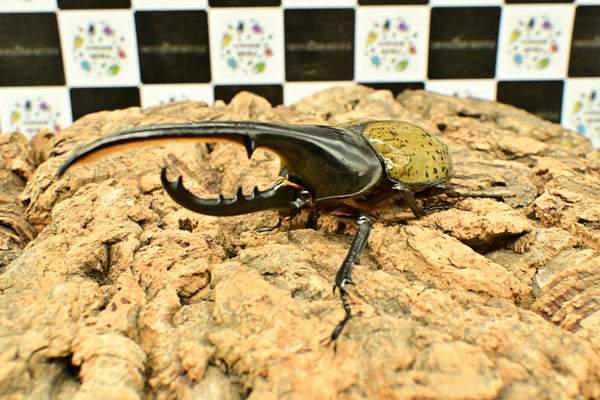 ヘラクレス ヘラクレス　WF3  ♂116.5ｍｍ～123.5ｍｍ