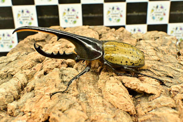 ヘラクレス ヘラクレス　WF3  ♂116.5ｍｍ～123.5ｍｍ