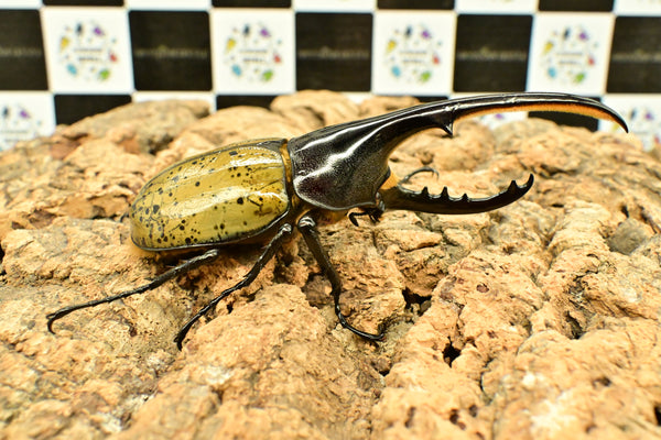 ヘラクレス ヘラクレス　WF3  ♂116.5ｍｍ～123.5ｍｍ