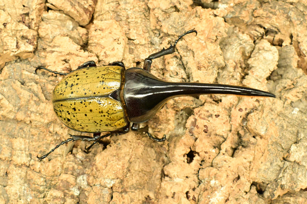 ヘラクレス ヘラクレス　WF3  ♂116.5ｍｍ～123.5ｍｍ