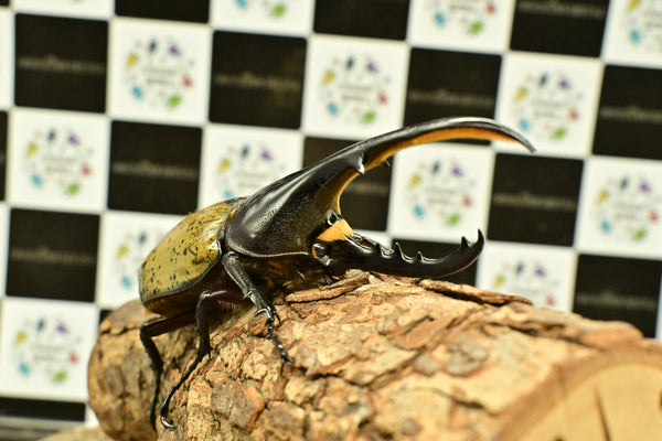 ヘラクレス ヘラクレス　WF3  ♂116.5ｍｍ～123.5ｍｍ