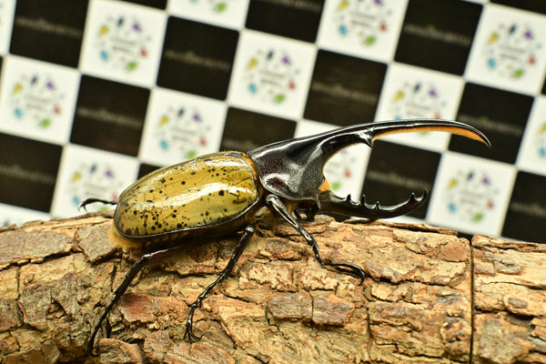 ヘラクレス ヘラクレス　WF3  ♂116.5ｍｍ～123.5ｍｍ