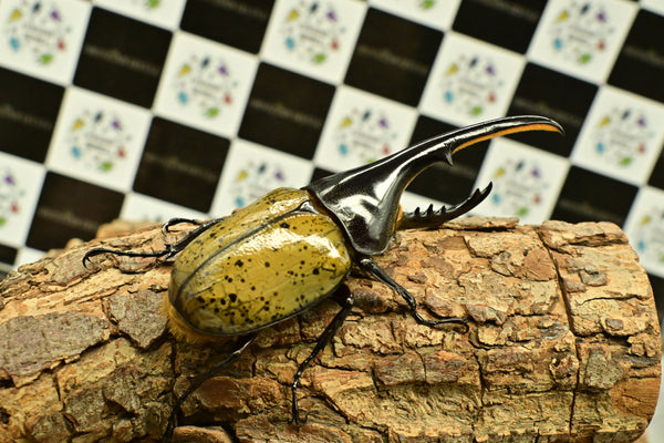 ヘラクレス ヘラクレス　WF3  ♂116.5ｍｍ～123.5ｍｍ