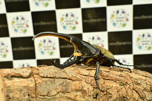 ヘラクレス ヘラクレス　WF3  ♂116.5ｍｍ～123.5ｍｍ