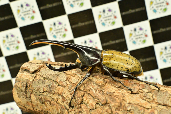 ヘラクレス ヘラクレス　WF3  ♂116.5ｍｍ～123.5ｍｍ