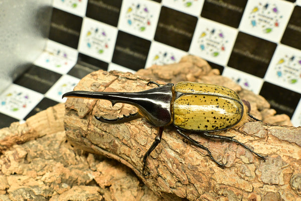 ヘラクレス ヘラクレス　WF3  ♂116.5ｍｍ～123.5ｍｍ