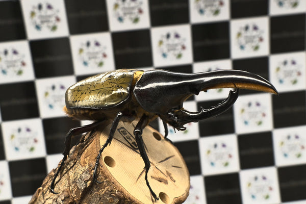 ヘラクレス ヘラクレス　極太極短系統　♂単品 114mm