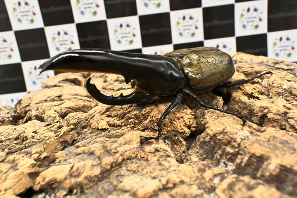 ヘラクレス ヘラクレス　極太極短系統　♂単品 121mm