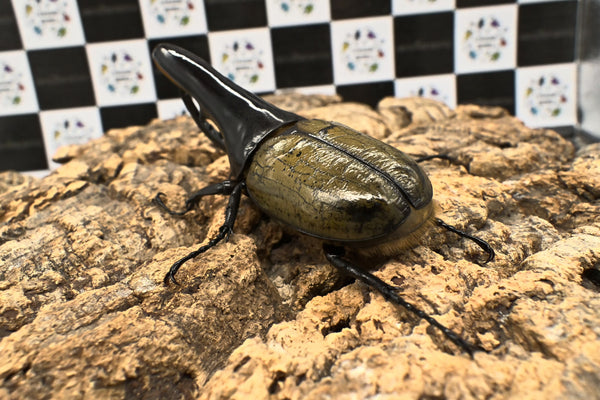 ヘラクレス ヘラクレス　極太極短系統　♂単品 121mm