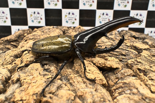 ヘラクレス ヘラクレス　極太極短系統　♂単品 121mm