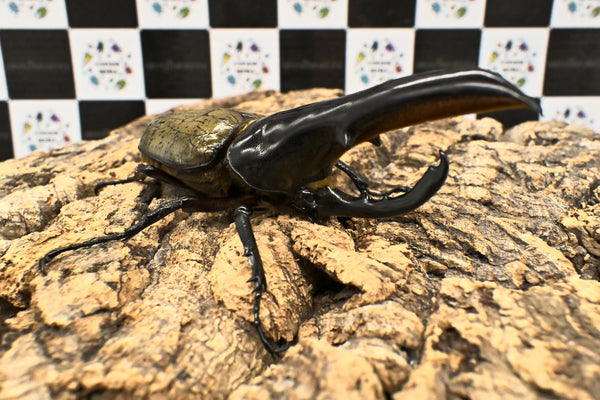 ヘラクレス ヘラクレス　極太極短系統　♂単品 121mm