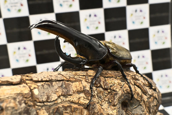 ヘラクレス ヘラクレス　極太極短系統　♂単品 121mm