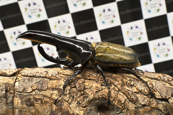 ヘラクレス ヘラクレス　極太極短系統　♂単品 121mm