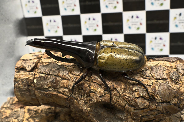 ヘラクレス ヘラクレス　極太極短系統　♂単品 121mm