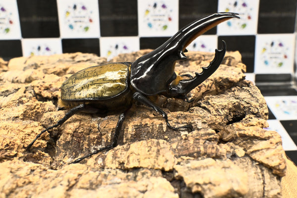 ヘラクレス ヘラクレス　極太極短系統　♂単品 102mm