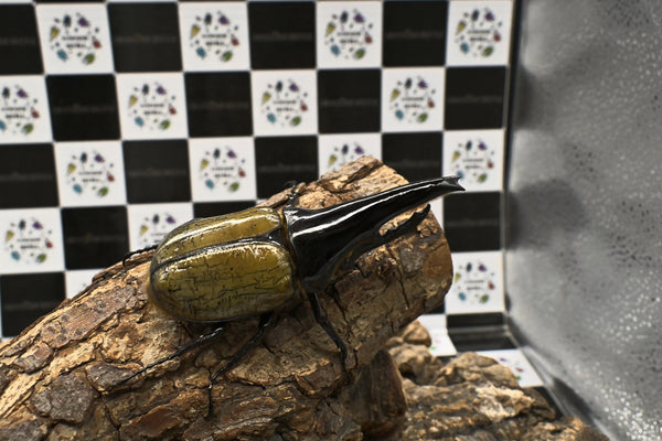 ヘラクレス ヘラクレス　極太極短系統　♂単品 102mm