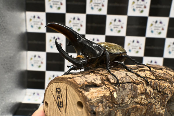 ヘラクレス ヘラクレス　極太極短系統　♂単品 102mm