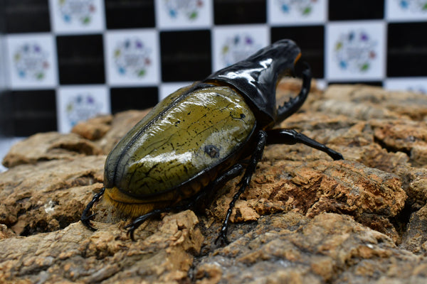 ヘラクレスオオカブト_ヘラクレス ヘラクレス 極太極短系統 – HAWAIIAN BEETLE