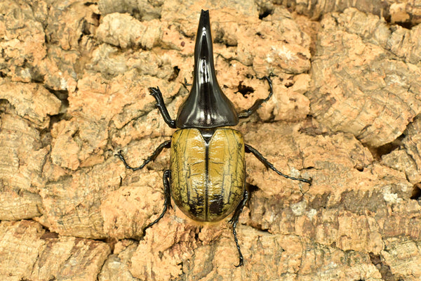 ヘラクレス ヘラクレス　極太極短系統　♂単品 96mm