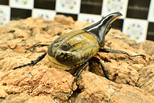 ヘラクレス ヘラクレス　極太極短系統　♂単品 96mm