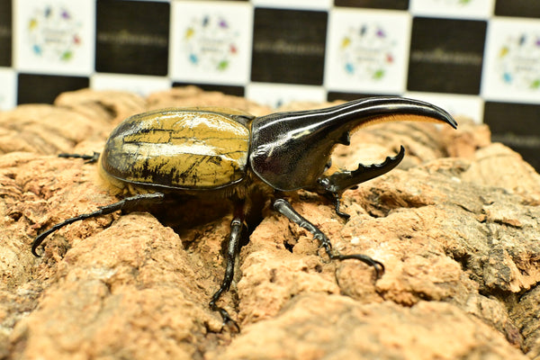 ヘラクレス ヘラクレス　極太極短系統　♂単品 96mm