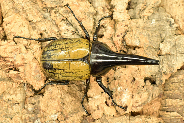 ヘラクレス ヘラクレス　極太極短系統　♂単品 96mm