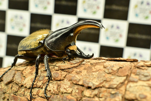 ヘラクレス ヘラクレス　極太極短系統　♂単品 96mm