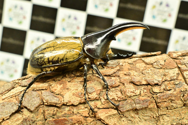 ヘラクレス ヘラクレス　極太極短系統　♂単品 96mm