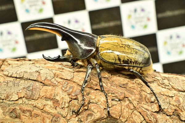 ヘラクレス ヘラクレス　極太極短系統　♂単品 96mm