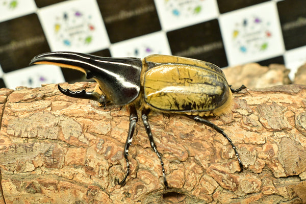 ヘラクレス ヘラクレス　極太極短系統　♂単品 96mm