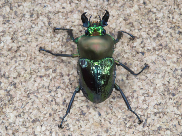 ニジイロクワガタ　青紋タイプ　♂40ｍｍ