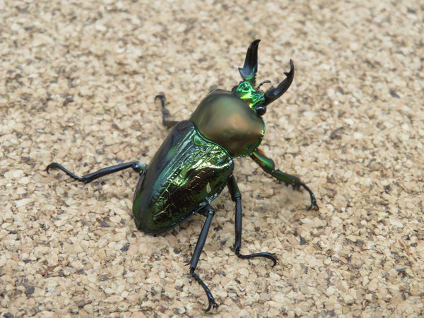 ニジイロクワガタ　青紋タイプ　♂40ｍｍ