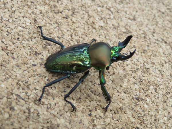 ニジイロクワガタ　青紋タイプ　♂40ｍｍ