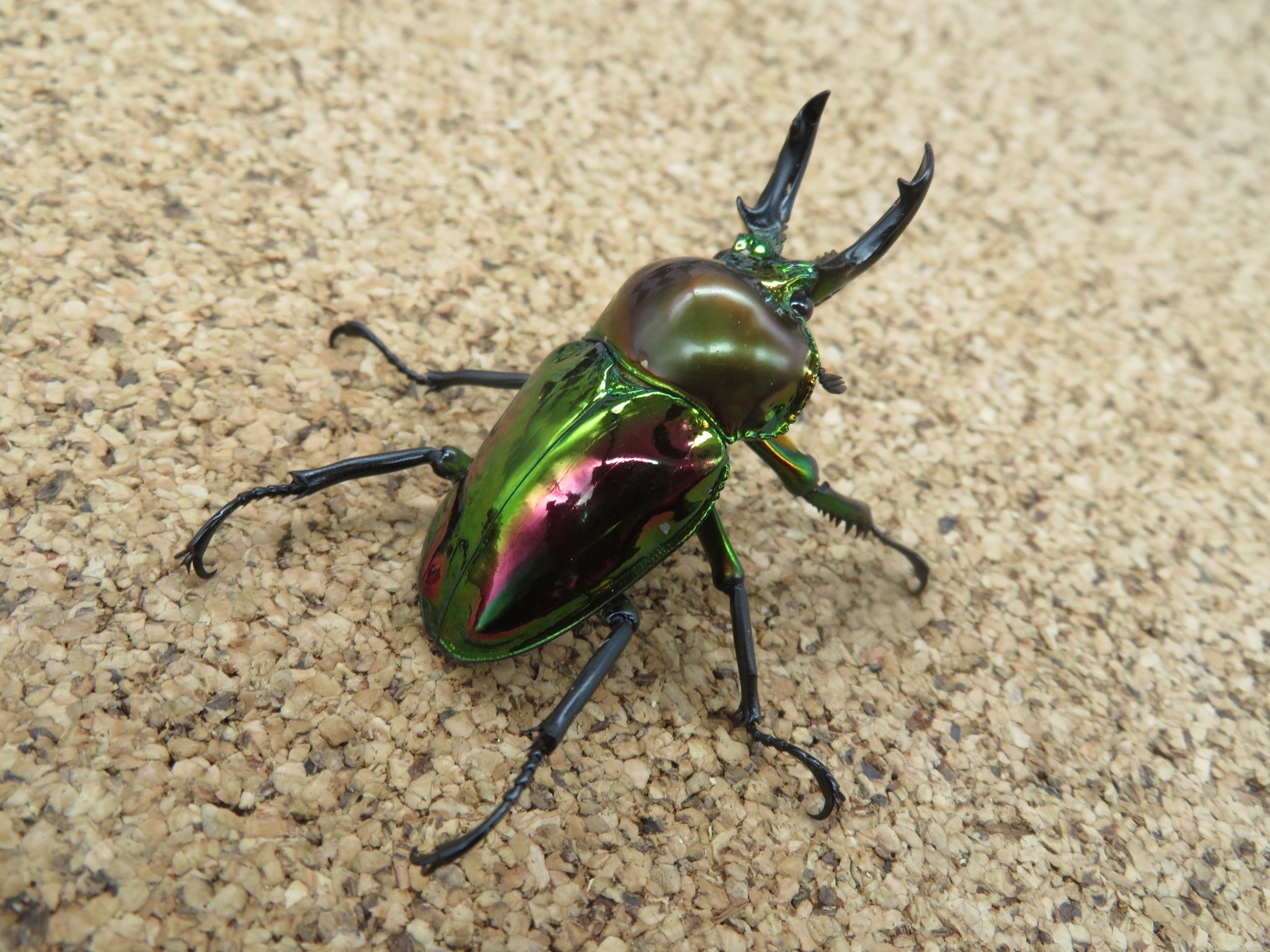 ニジイロクワガタ 弱光沢ピカール レッド系 – HAWAIIAN BEETLE