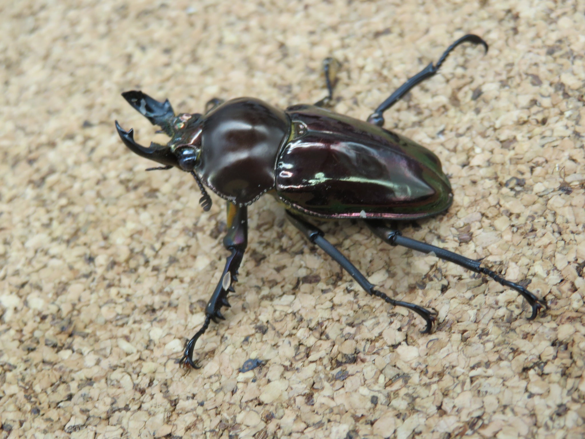 ♦︎1番目にBLACK取得個体♦︎ヒロシマのピカチュウ gemix10 BLACK ポ*カ