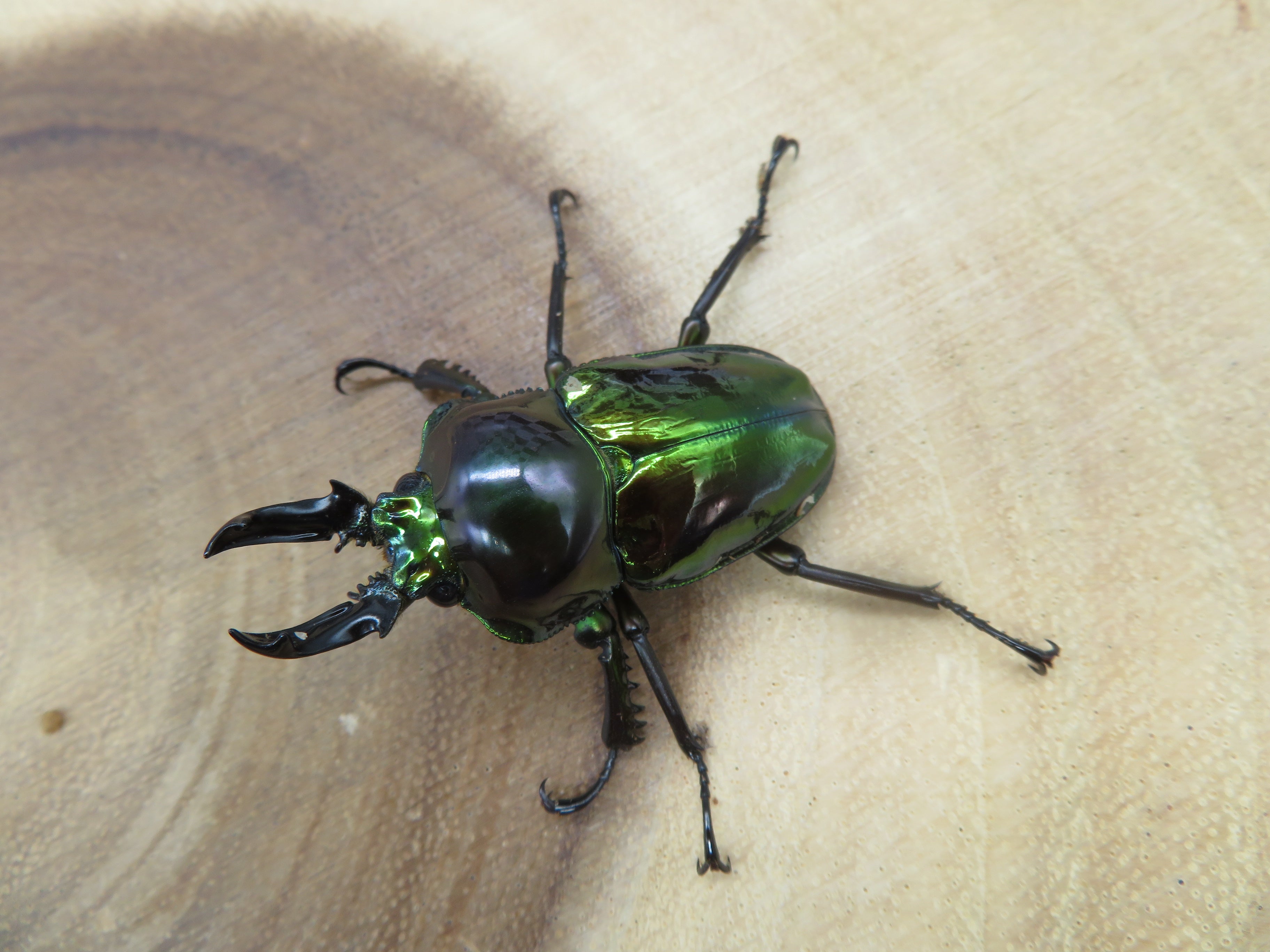 ニジイロクワガタ 強光沢 ピカール系 – HAWAIIAN BEETLE