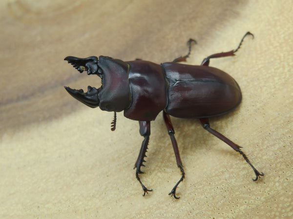 パリーシカノコギリ　ペア