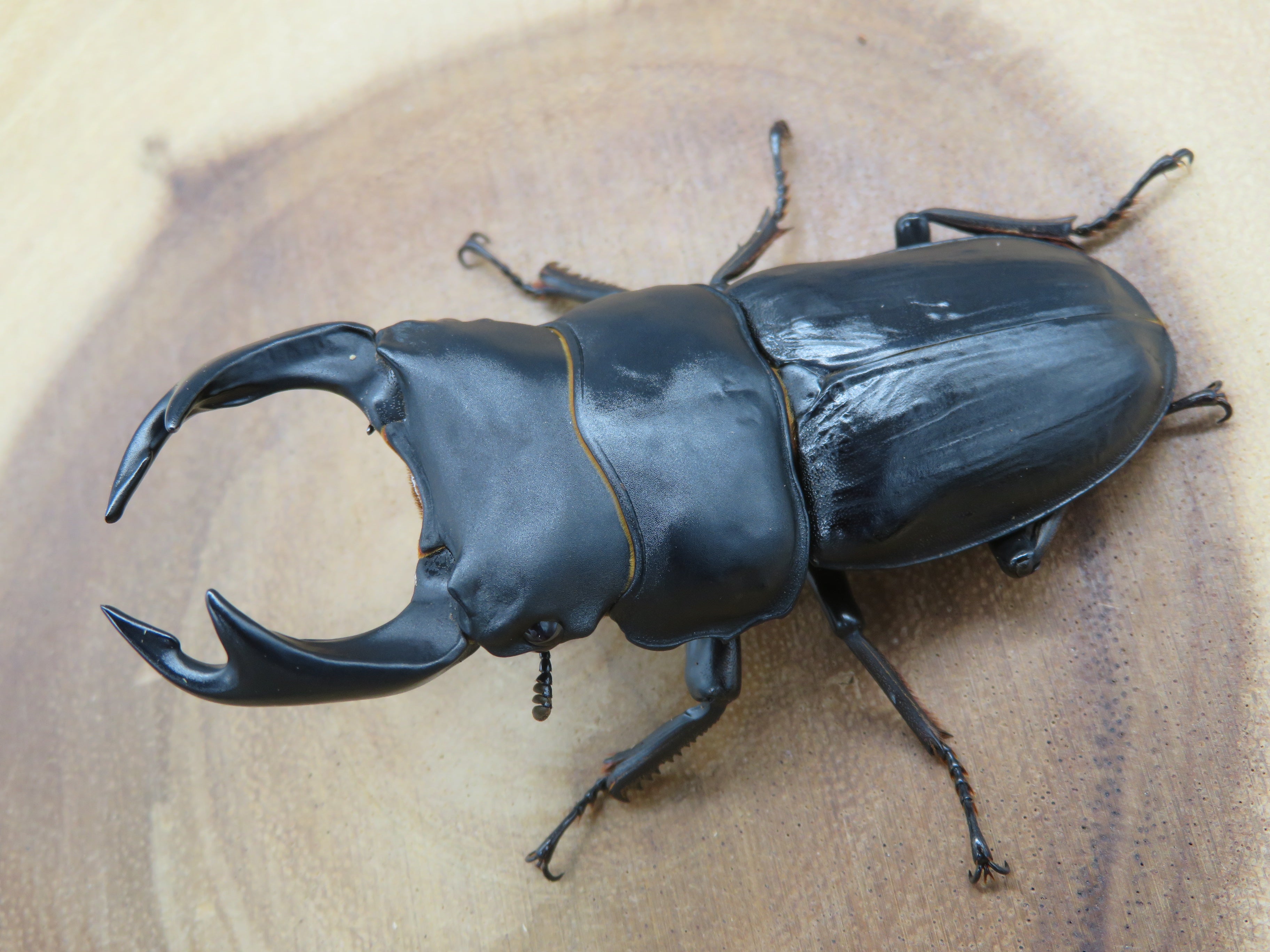 国産オオクワガタ 単品 能勢YG – HAWAIIAN BEETLE