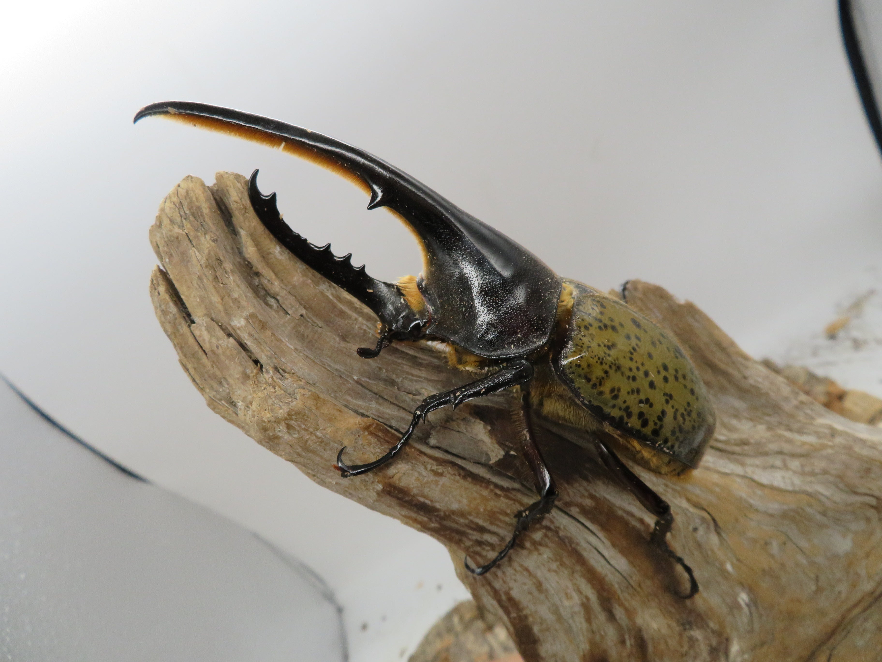 ヘラクレスオオカブト_ヘラクレス ヘラクレス – HAWAIIAN BEETLE