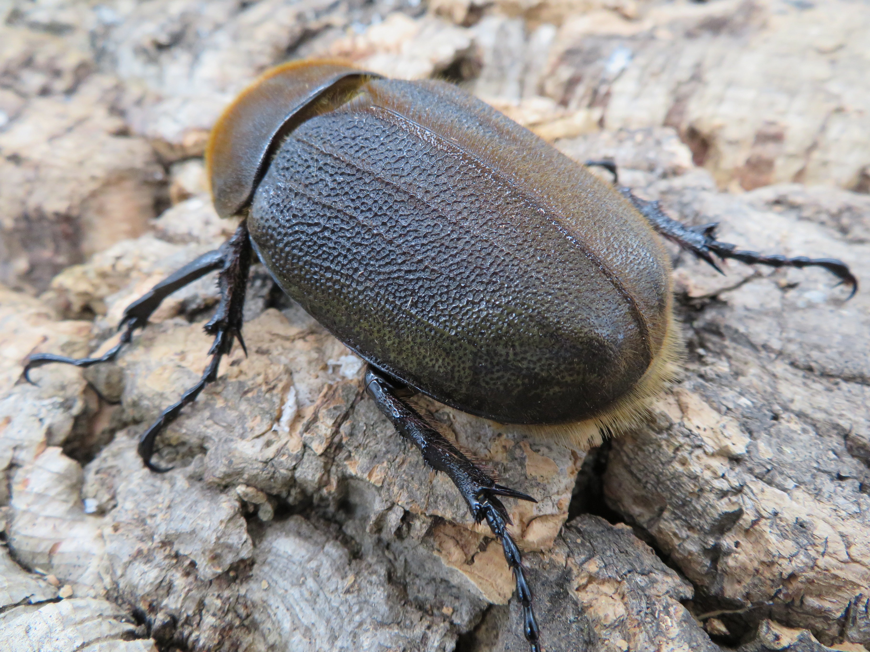 ヘラクレスオオカブト_ヘラクレス ヘラクレス ♀70ｍｍ – HAWAIIAN BEETLE