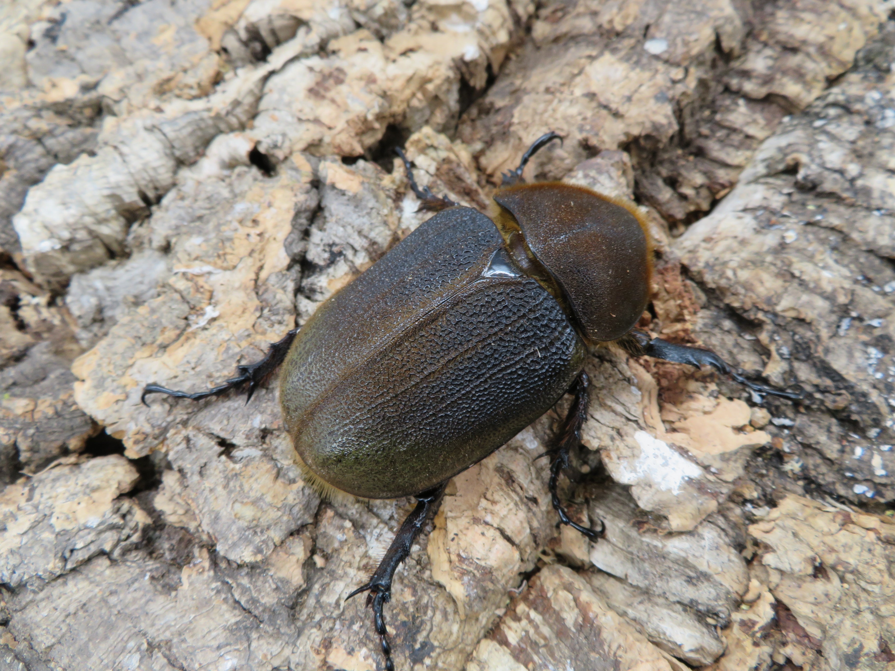 ヘラクレスオオカブト_ヘラクレス ヘラクレス – HAWAIIAN BEETLE