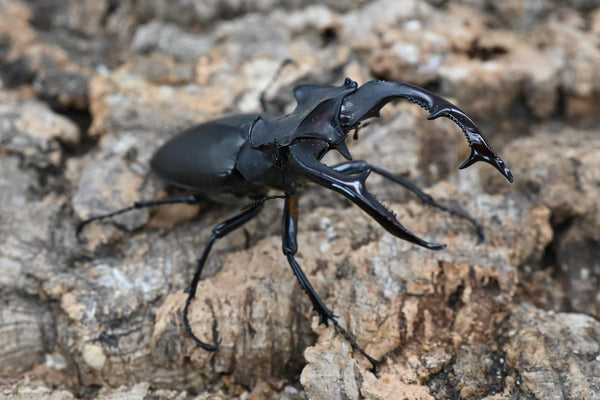 アクベシアヌスミヤマクワガタ ペア – HAWAIIAN BEETLE