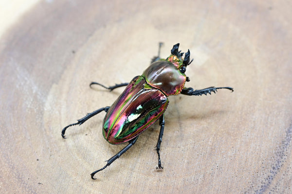 ニジイロクワガタ レッド系 ♂54-57㎜ – HAWAIIAN BEETLE