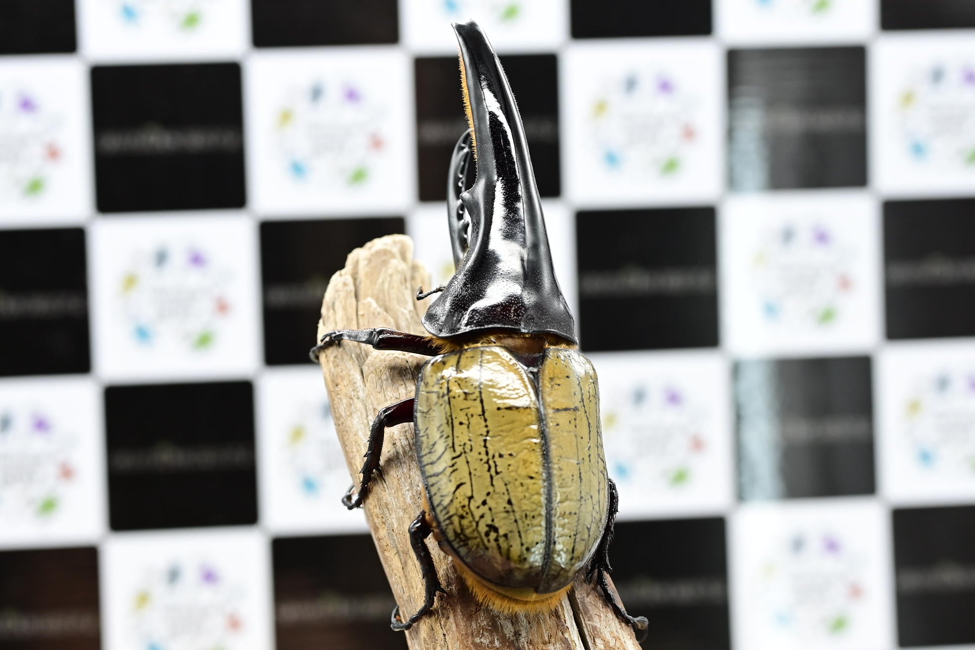 ⭐️⭐️ヘラクレス２亜種♂標本⭐️⭐️ ヘラクレス2亜種♂標本